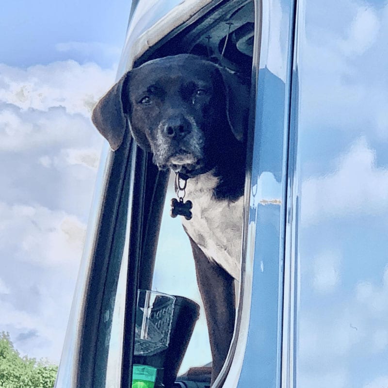 dog in truck
